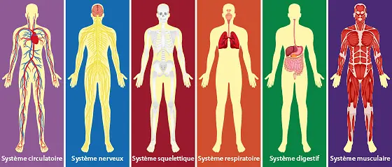 Organes et systèmes