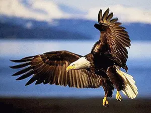 oiseau : aigle royale à tête blanche
