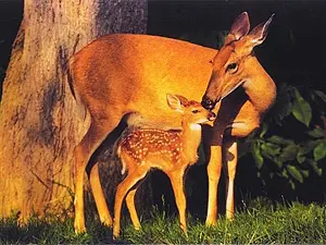 mamifaère : biche avec son petit fan