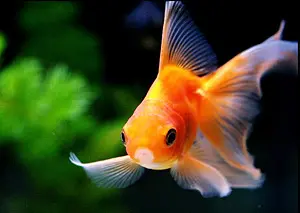 poisson