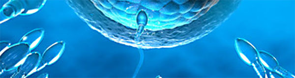 Fécondation de l'ovule par un spermatozoide