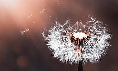 Fleur au vent