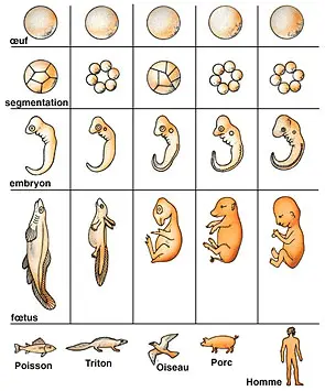 embryologie